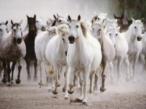 galloping-horses-745828